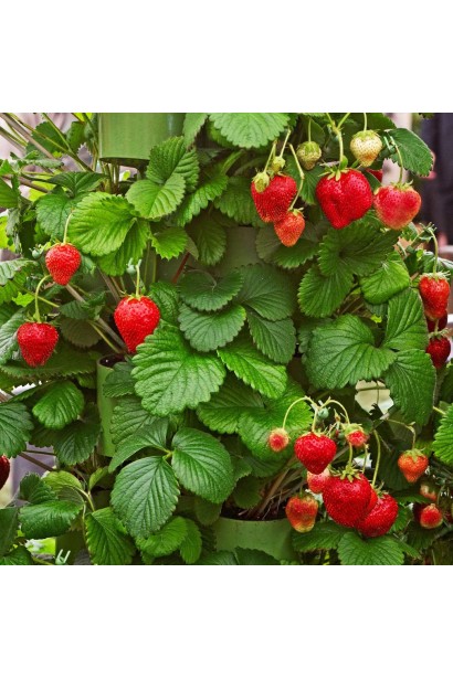 Полуниця Гігантела 